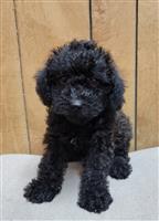 Yorkipoo Mix: 1 Male Available