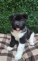 American Akita Mix: 1 Male and 1 Female Available