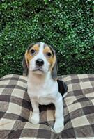 Beagle Mix: 4 Males Available