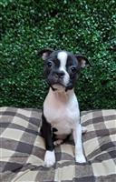 Boston Terrier Mix: 3 Females Available
